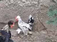 Chickens — zdjęcie 5
