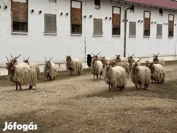 公羊, Baerchuke sheep