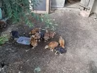Chickens — fotografija 1