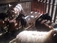 Sheep, Sheep — photo 2