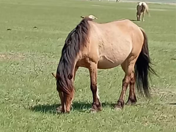 雌馬, Horse breed