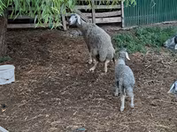 Ram, Sheep — photo 2