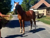 Cavalo, Cavalos — foto 3