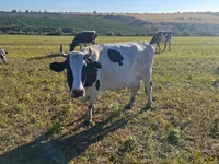 雌牛, Simmental cattle — 写真 5