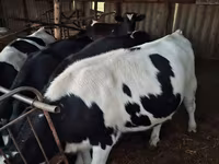 Krowa, Russian Black pied cattle — zdjęcie 4