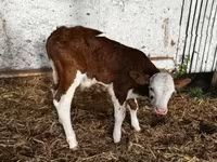 Buqa, Simmental cattle — 3-rasm