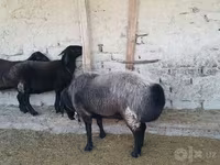 Qoç, Edilbay sheep — foto 3