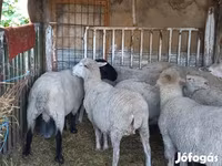 Ovan, White Suffolk sheep — fotografija 6