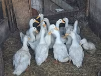 Ducks — zdjęcie 3