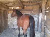 Кобила, Međimurje horse — фото 5