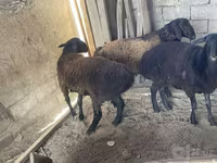 Qoʻchqor, Rhon sheep — 8-rasm
