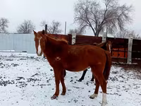 At, Kazakh horse — foto 7