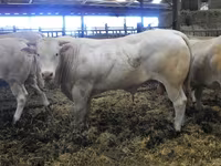 Bik, Blonde d’Aquitane cattle — fotografija 5
