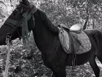 雌馬, Friesian — 写真 4