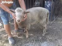 Sheep, Sheep — photo 2