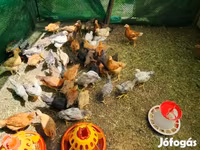 Chickens — foto 2