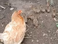 Chickens — fotografija 2