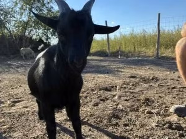 公山羊, Dutch Landrace goats