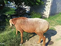 Ovan, Agin sheep — fotografija 1