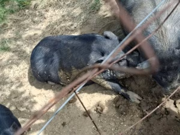 公猪, 