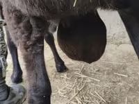 Widder, Hissar sheep — Foto 1