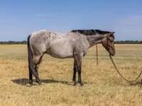 حصان, Quarter Horse — الصورة 3