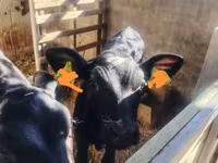 Kuh, Holstein-Rasse — Foto 4