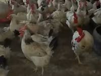 Chickens — fotografija 2
