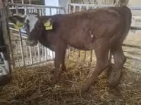 Kuh, Limousin-Kuh — Foto 5