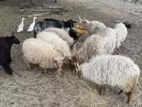 मेढ़ा, Racka sheep — फ़ोटो 2