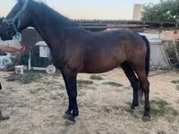 Kobyła, Nonius horse — zdjęcie 3