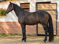 Caballo, Caballos — foto 2