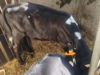 Kuh, Holstein-Rasse — Foto 7