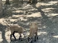 बकरा, बकरियाँ — फ़ोटो 3