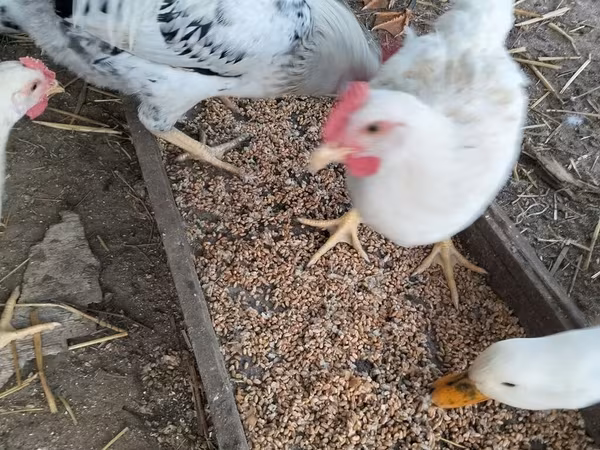 Chickens