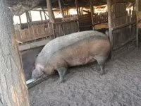 公猪, Pigs — 照片 4