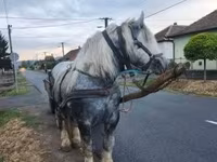 Égua, Percheron — foto 4