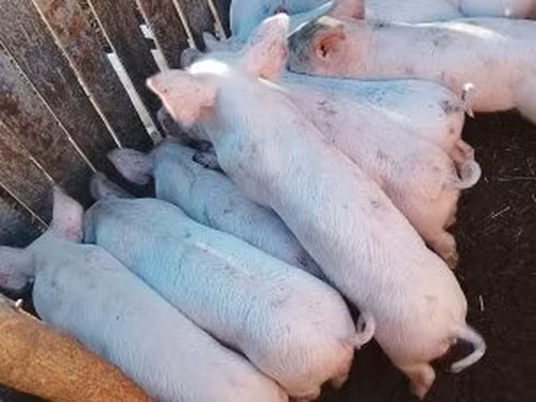 Verro, Крупная белая
