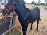 فرس, Percheron — الصورة 5