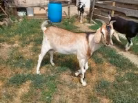 تيس, Nubian Goat — الصورة 6