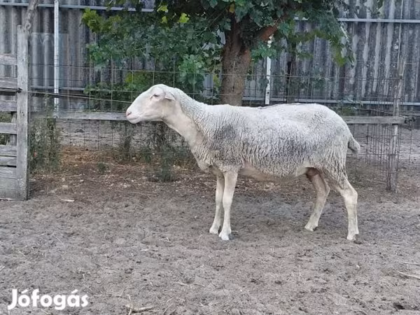 Oveja, Lacaune sheep