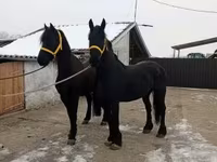 Cavalo, Friesian — foto 4