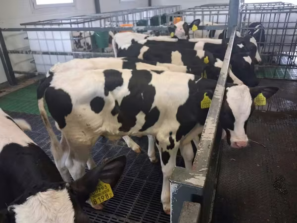 Byk, Russian Black pied cattle