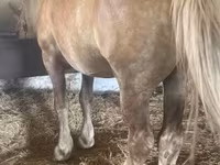 Caballo, Caballos — foto 1