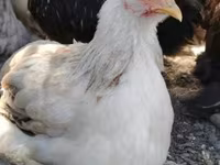 Pekin Bantam — zdjęcie 4