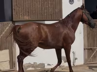 Pastuv, Karabakh horse — fotografija 2