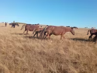 Kobyła, Horse breed — zdjęcie 2