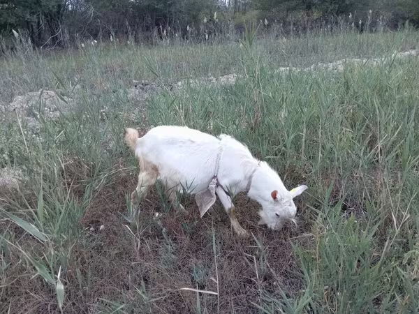 雌羊, 羊