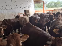 Bik, Simmental cattle — fotografija 7