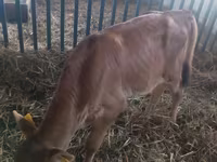 Bull, Cattle — photo 1